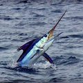 Create Listing: Big Game Fishing - Marlin - Manta, Ecuador