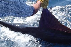 Create Listing: Big Game Fishing - Santa Cruz, Galapagos Islands