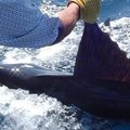 Create Listing: Big Game Fishing - Santa Cruz, Galapagos Islands