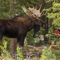 Create Listing: 7 Day Archery Moose Hunt Package