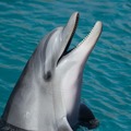 Create Listing: Dolphin Tours - Discover the World of Wild Dolphins