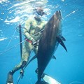 Create Listing: Spearfishing trips 