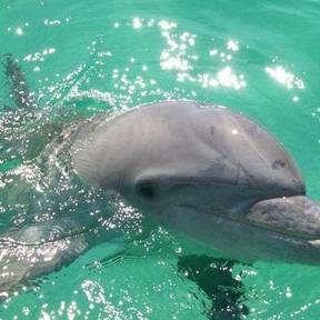 Panama City Beach Dolphin Tour